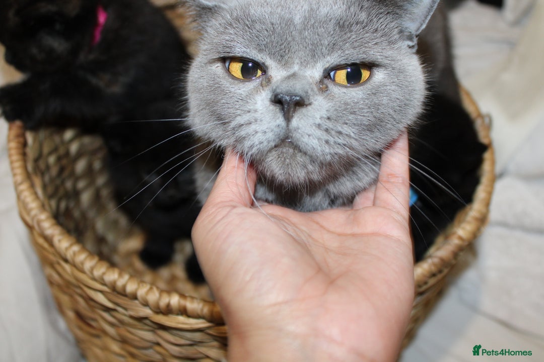 Mixed Breed cats for sale: BRITISH SHORT HAIR MIX  - Image 6