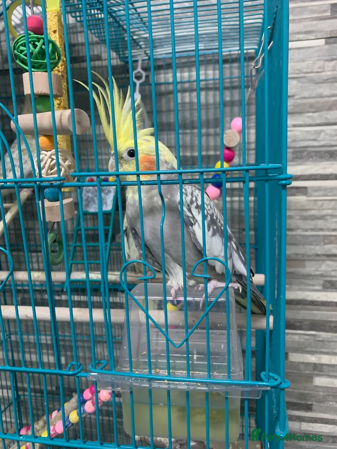 Cockatiels birds for sale: 3 cockatiels  - Advert 4