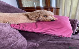 Toy Poodle dogs for sale: Sweet toy puddle needing a special home! - Image 4
