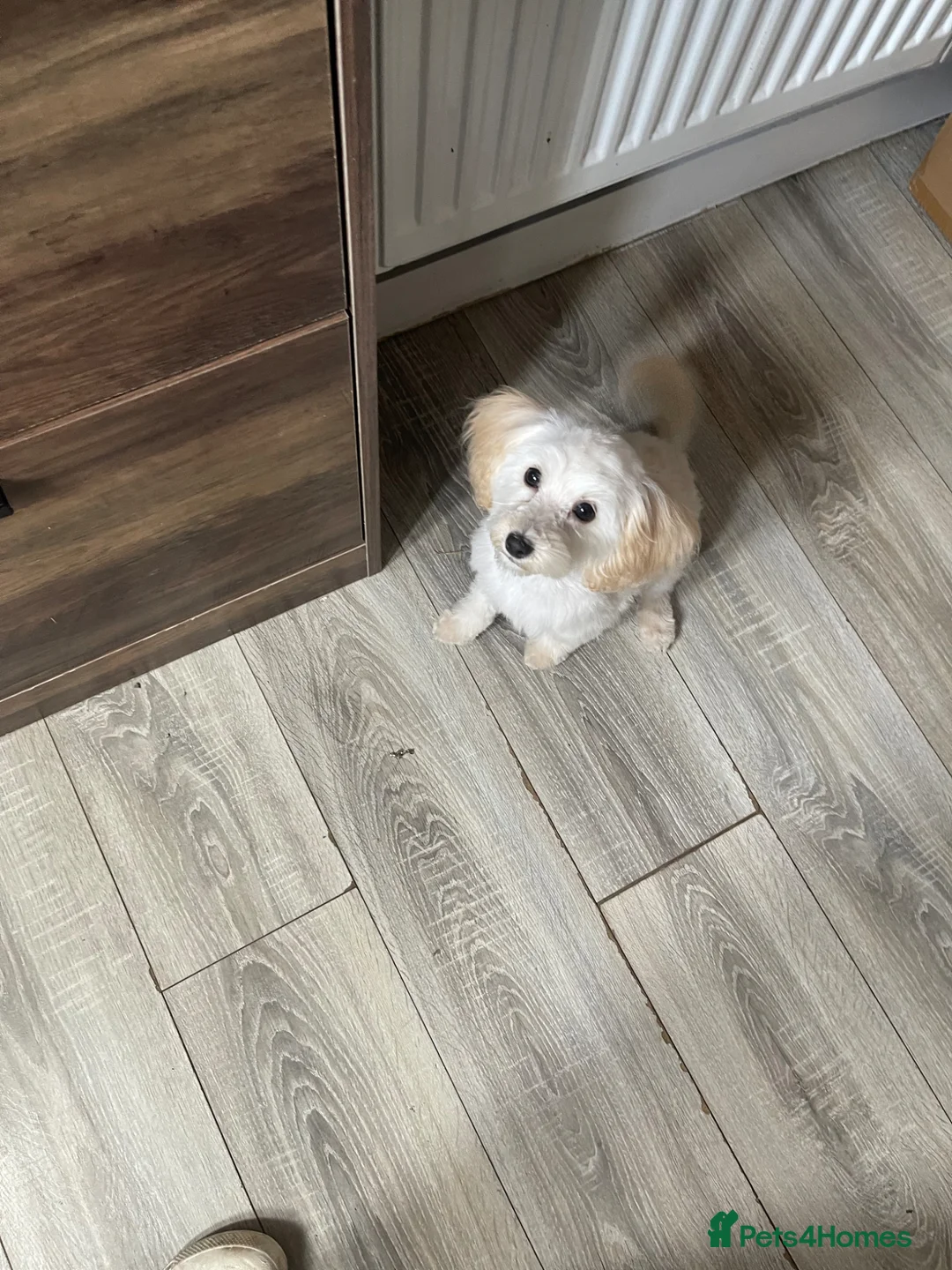 Mixed Breed dogs for sale: Cavacoton poo puppies - Advert 6