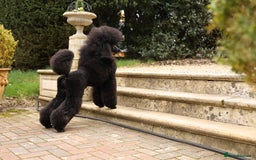 Standard Poodle dogs for stud: Champion male for stud - Image 6