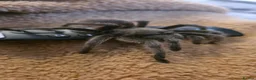 Tarantulas invertebrates for sale: Tarantulas for sale  - Advert 4