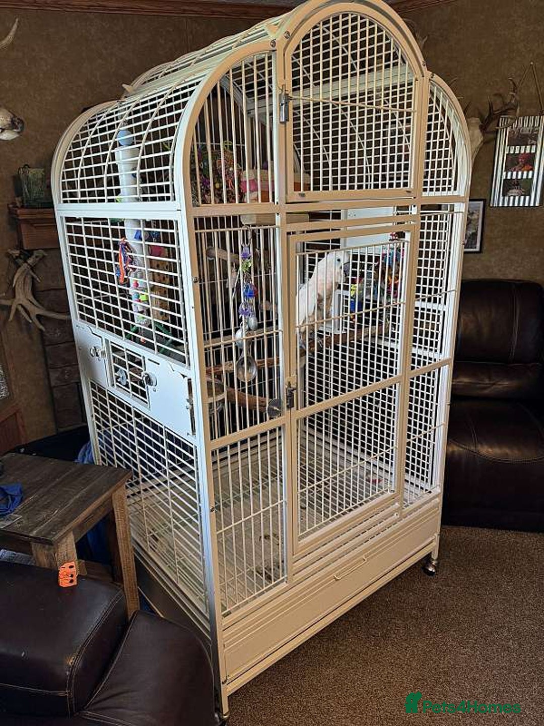 Cockatoo birds for sale: Moluccan Cockatoo - Image 3