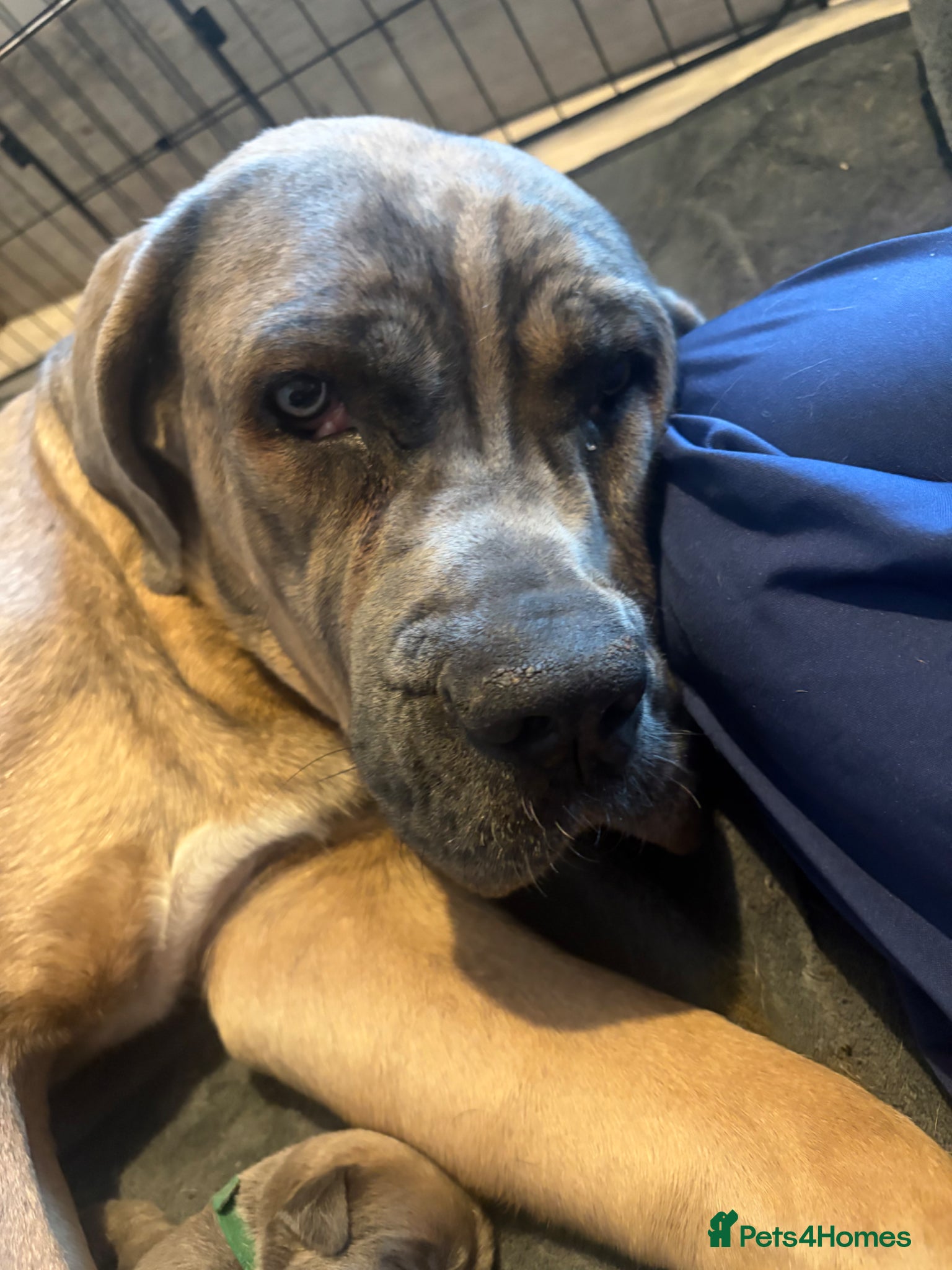Cane Corso dogs Cane corso xmastiff - Advert 1