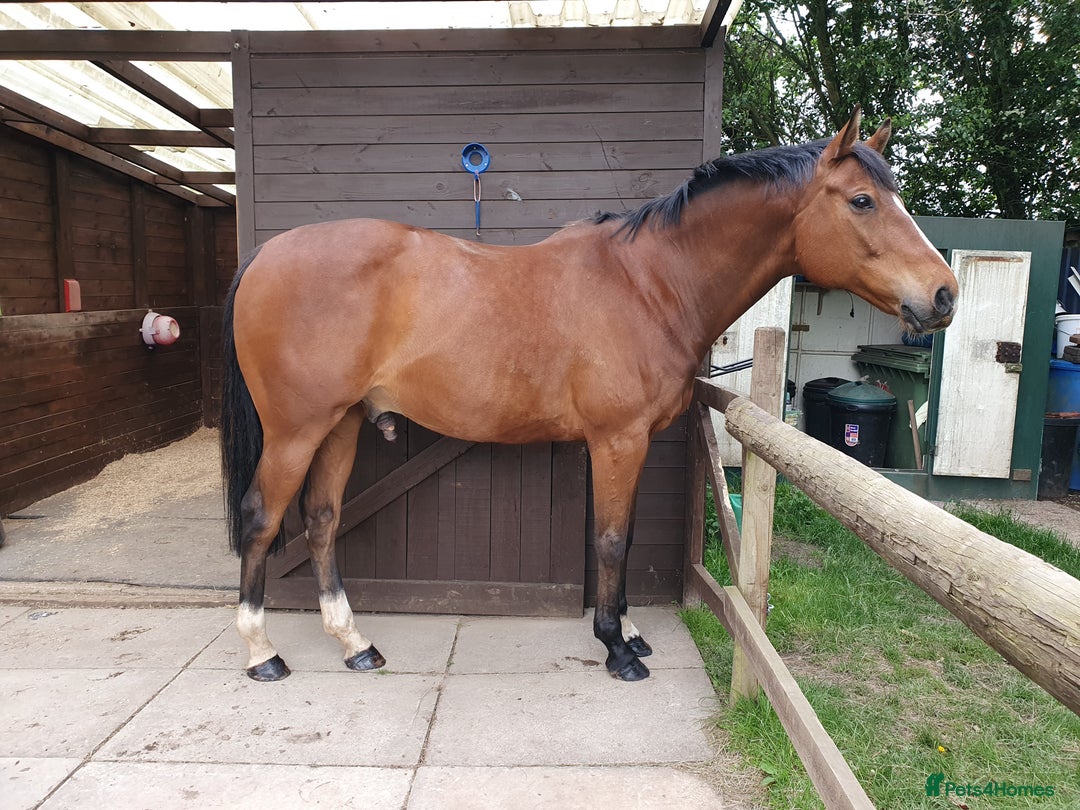 Other Breed horses for sale: 15.1 Welsh x thoroughbred  - Image 19
