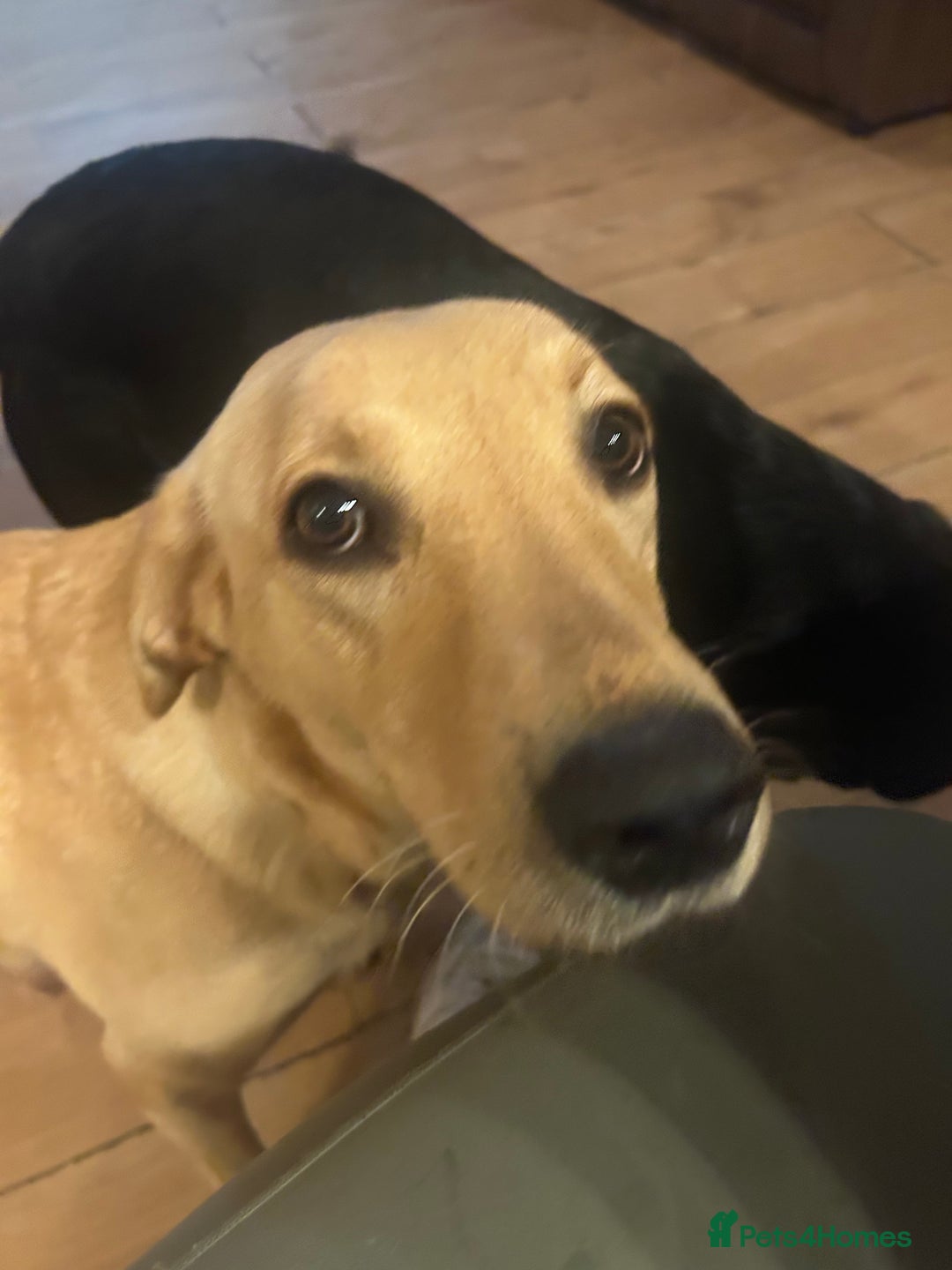 Labrador Retriever dogs for sale: 8 Labrador puppies for sale 🤍 - Advert 2