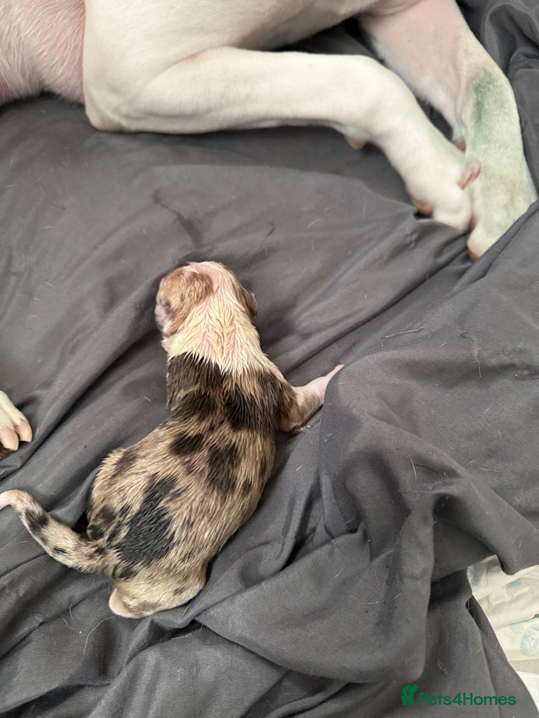 American Bull Staffy dogs for sale: American Bulldog - Image 9