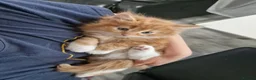 Norwegian Forest Cat cats for sale: Beautiful ginger Norwegian kittens  - Advert 20