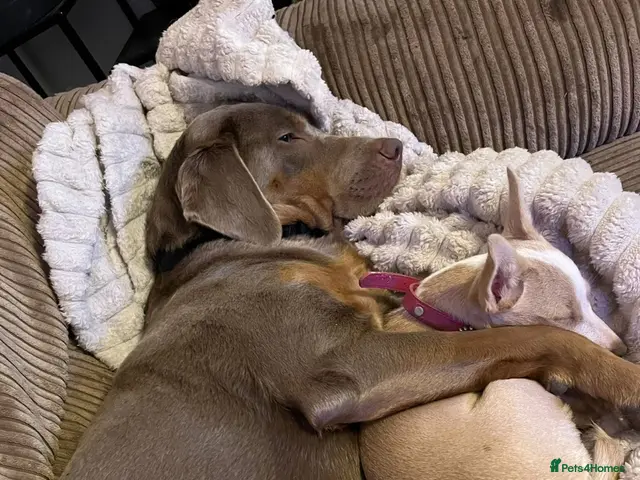 Labrador Retriever dogs for sale: Beautiful litter of Labrador puppy’s - Advert 4