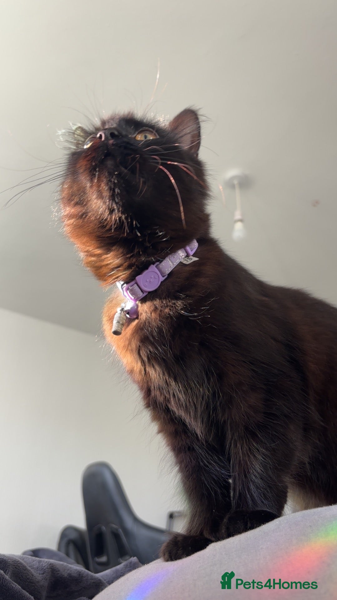 British Longhair cats 3 gorgeous black male kittens available  - Advert 4