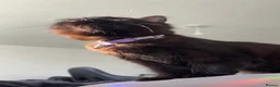 British Longhair cats for sale: 3 gorgeous black male kittens available  - Advert 1