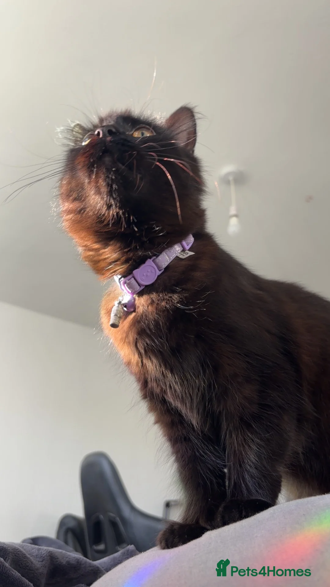 British Longhair cats for sale: 3 gorgeous black male kittens available  - Advert 1