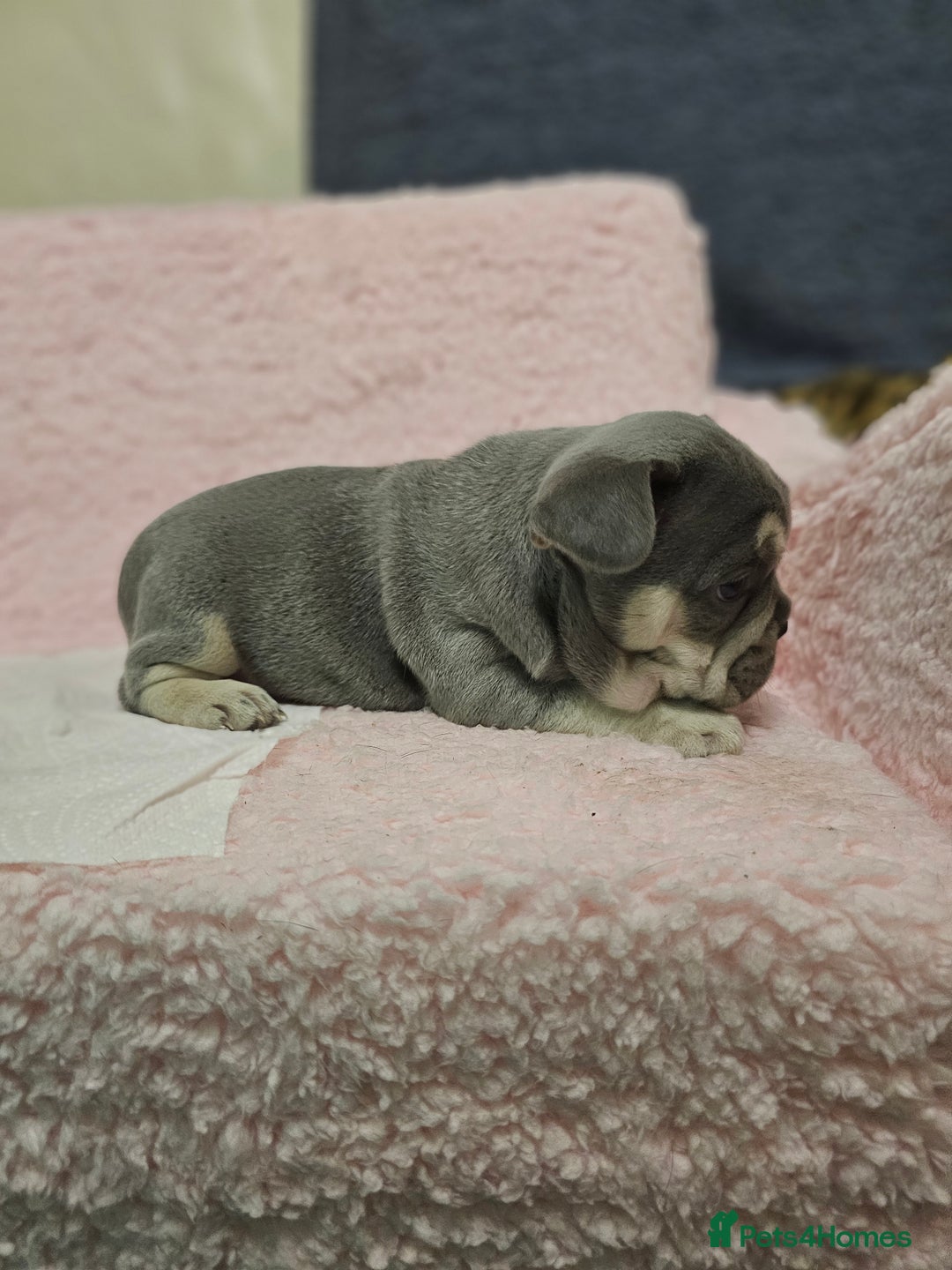 French Bulldog dogs for sale: French bulldog puppies - Advert 5