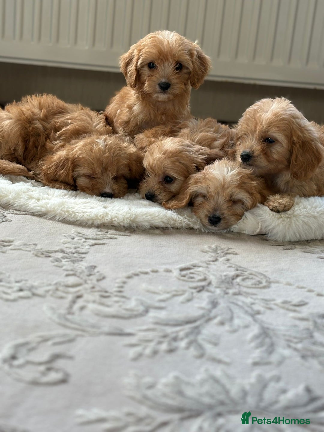 Cavapoo dogs for sale: Apricot Cavapoos - Image 9