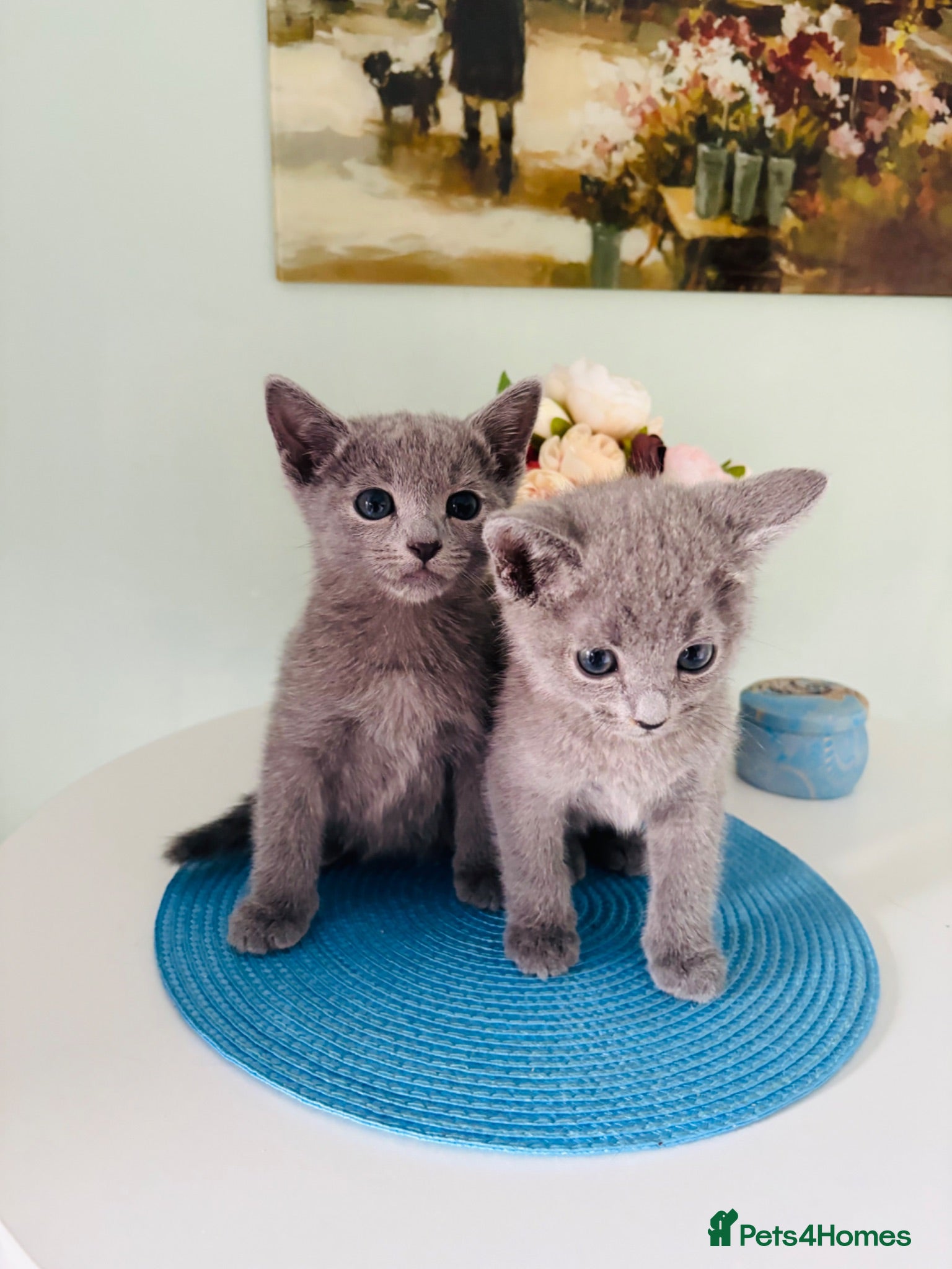 Russian Blue cats PURE PEDIGREE RUSSIAN BLUE KITTENS INSTAGRAM STARS - Advert 1
