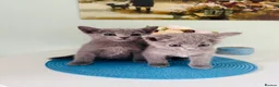 Russian Blue cats for sale: PURE PEDIGREE RUSSIAN BLUE KITTENS INSTAGRAM STARS - Advert 2