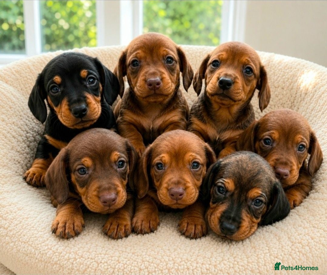 Dachshund dogs Beautiful Standard Dachshund Puppies for sale  - Advert 4