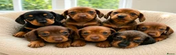 Dachshund dogs for sale: Beautiful Standard Dachshund Puppies for sale  - Advert 1