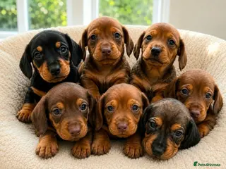 Dachshund dogs Beautiful Standard Dachshund Puppies for sale - Advert 4