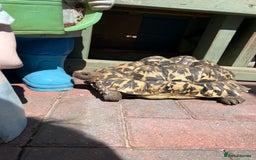Tortoise reptiles for sale: Two leopards and 1 large Sulcata tortoise  - Image 1