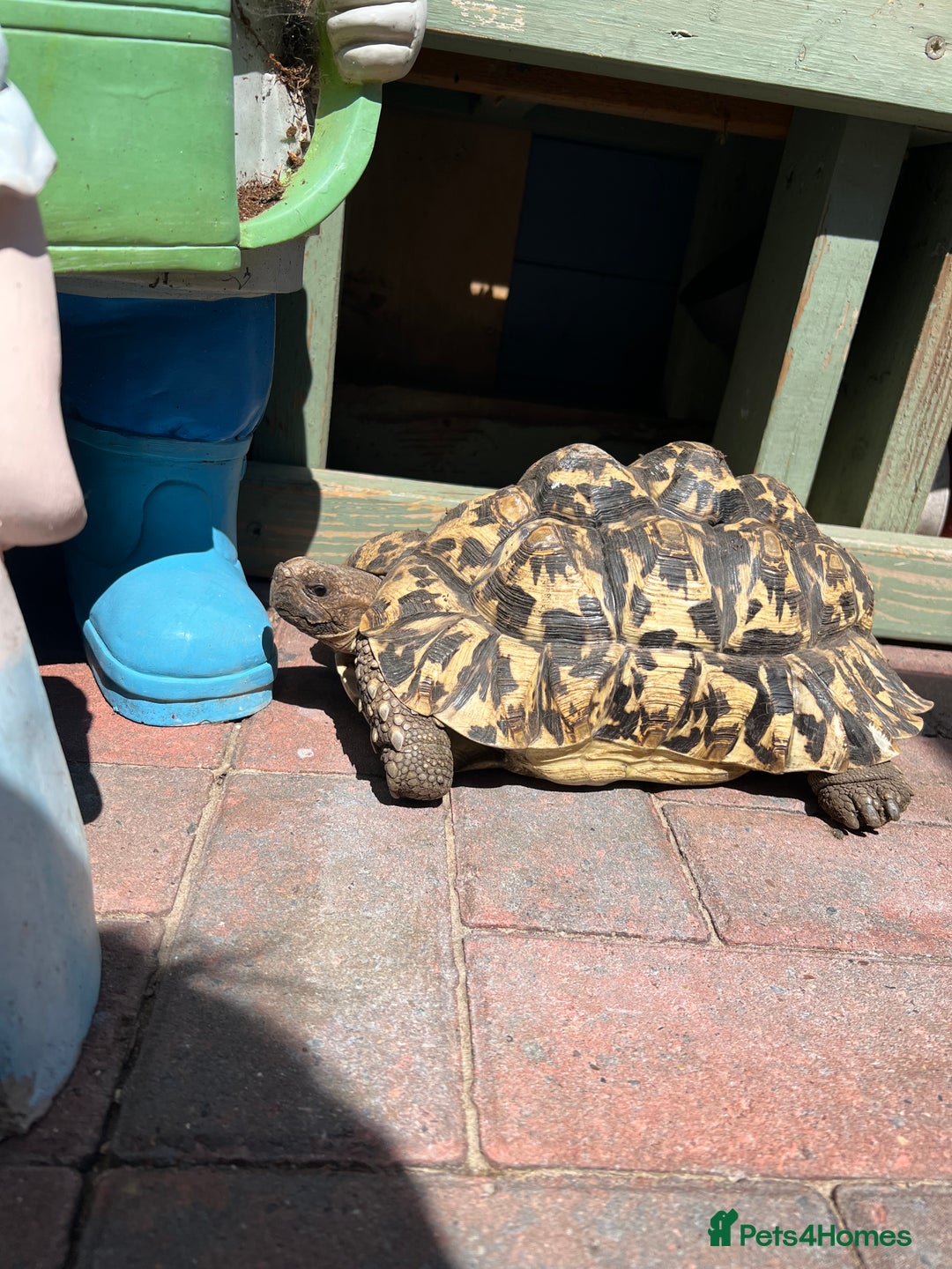 Tortoise reptiles for sale: Two leopards and 1 large Sulcata tortoise  - Image 1