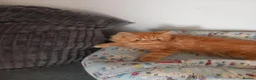 Mixed Breed cats for sale: Persian mix and Persian kittens in London - Advert 18