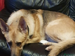 German Shepherd dogs German shepherd great pet. - Advert 14