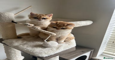 British Shorthair cats - Advert 24