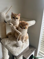 British Shorthair cats - Advert 7