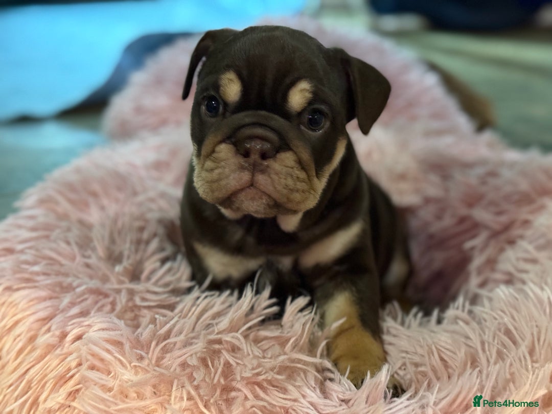 English Bulldog dogs for sale: Beautiful English Bulldog Puppies - Advert 5