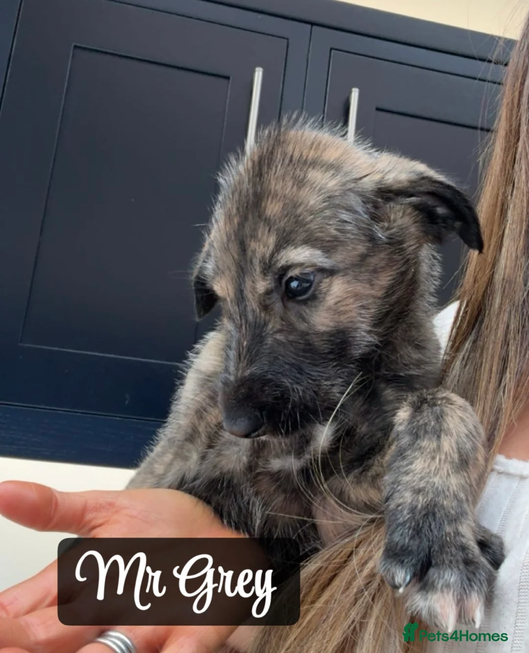 Irish Wolfhound dogs for sale: KC reg exceptional Irish Wolfhound Puppies - Advert 6