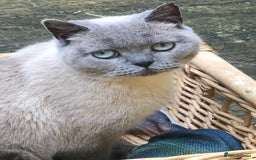 British Shorthair cats for sale: Purebred colourpoint BSH kittens  - Image 8