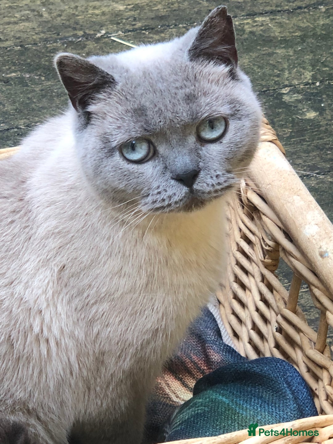 British Shorthair cats for sale: Purebred colourpoint BSH kittens  - Image 8