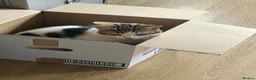 British Shorthair cats for sale: Cute Kitten for Sale - Advert 2