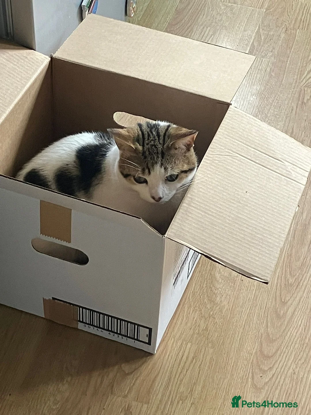 British Shorthair cats for sale: Cute Kitten for Sale - Advert 2