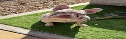 French Bulldog dogs for sale: Lovely 8month old French Bulldog - Advert 2
