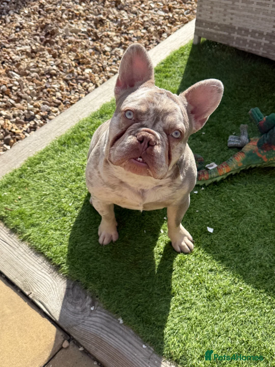 French Bulldog dogs for sale: Lovely 8month old French Bulldog - Advert 2