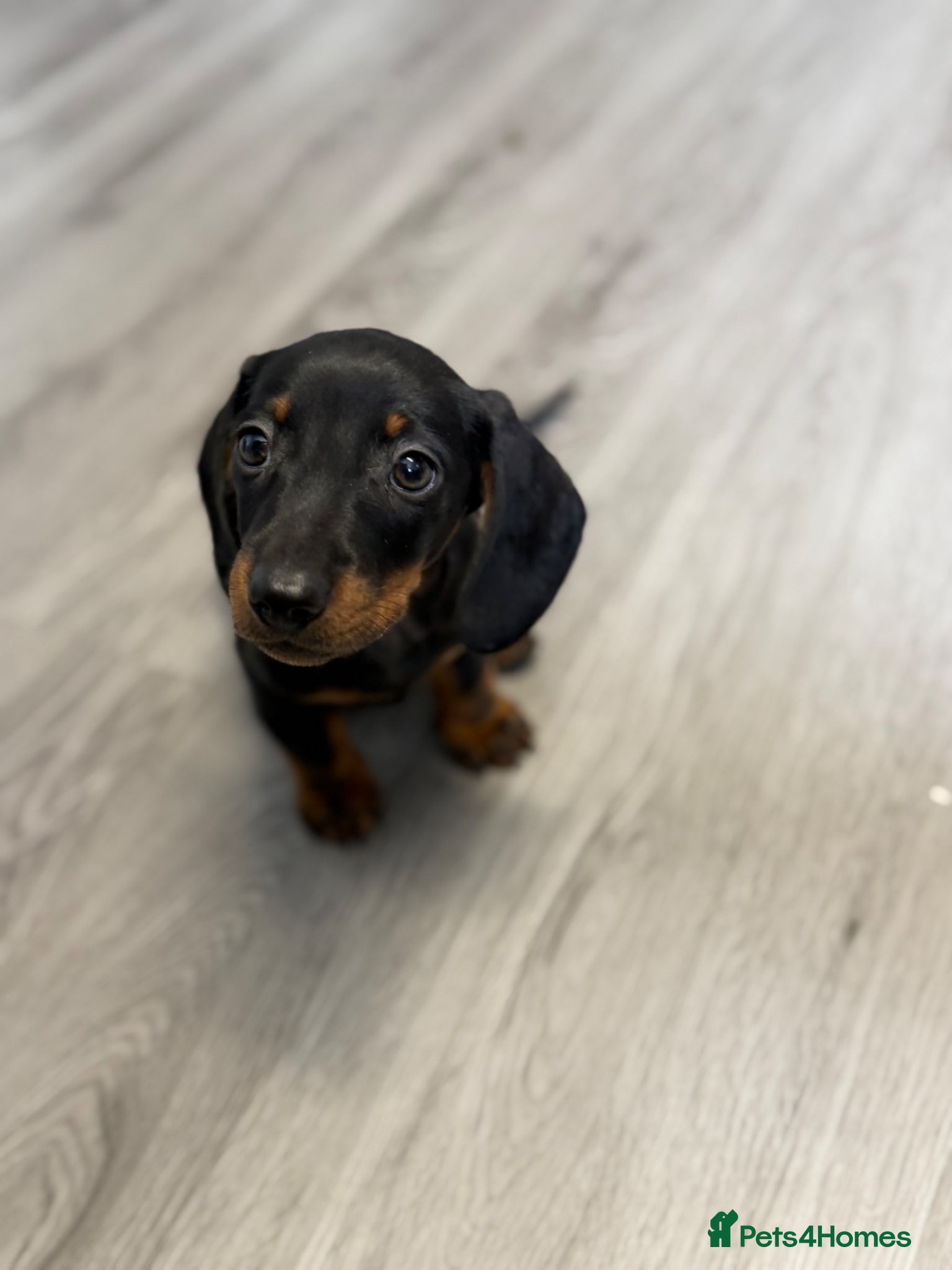 Dachshund dogs KC MINTURE DACHSHUND BOY  - Advert 10