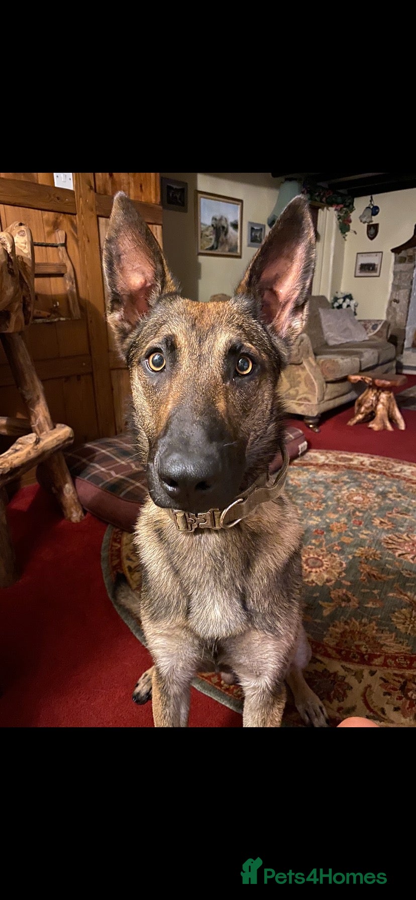 Belgian Shepherd Dog dogs Male Dutch Shepherd  - Advert 3