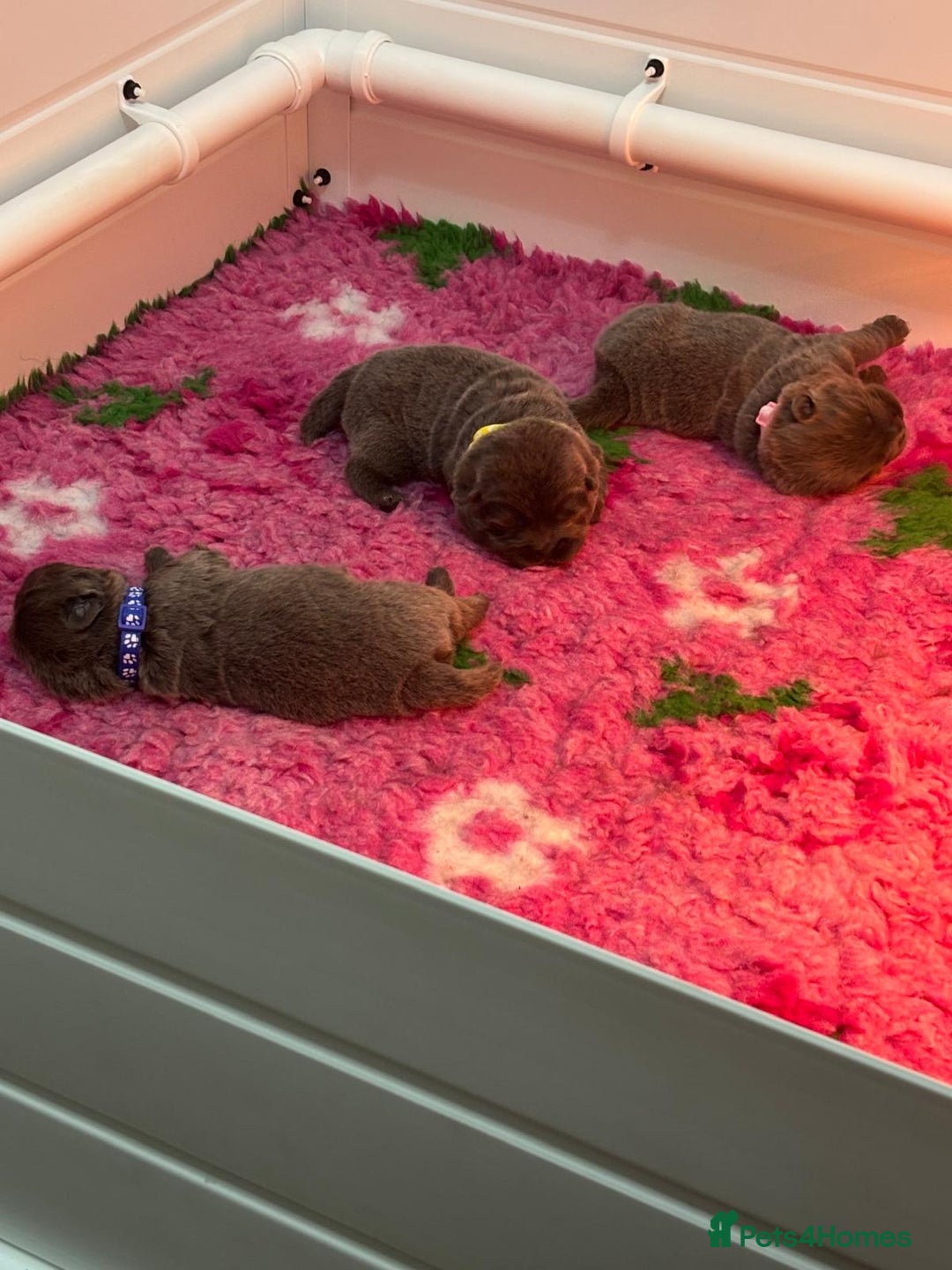 Chow Chow dogs for sale: Beautiful blue chow chow litter 💙 - Image 11