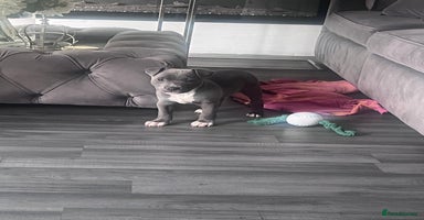 Staffordshire Bull Terrier dogs - Advert 9