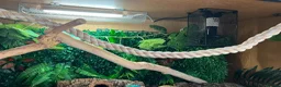 Python Snake reptiles for sale: Rain, the Royal Python - 1 Year 9 Months in Billingham - Advert 3