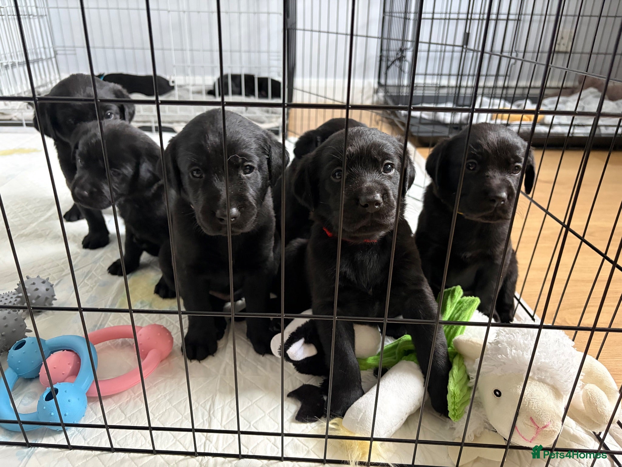 Labrador Retriever dogs Black Labrador puppies  - Advert 11