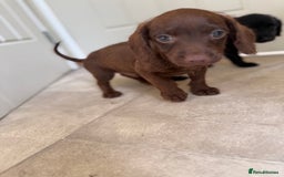 Doxiepoo dogs for sale: Daxi poos - Image 7