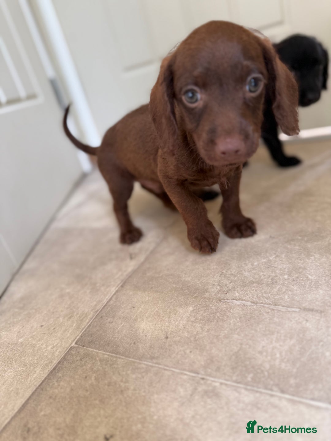 Doxiepoo dogs for sale: Daxi poos - Image 7
