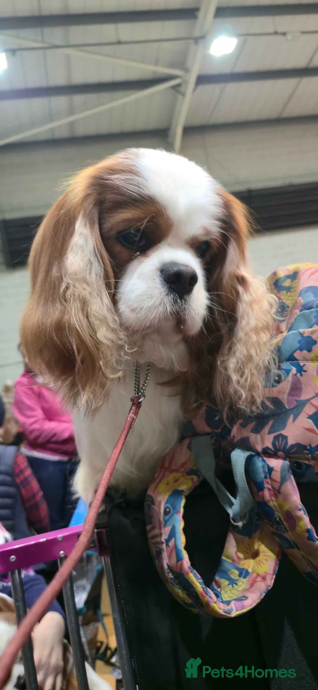 Cavalier King Charles Spaniel dogs for stud: Health Tested Stud Dog in Chesterfield - Advert 5