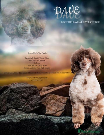 Poodle dogs EXTENSIVELY DNA HEALTH TESTED BROWN MERLE STUD in Hoddesdon - Advert 14