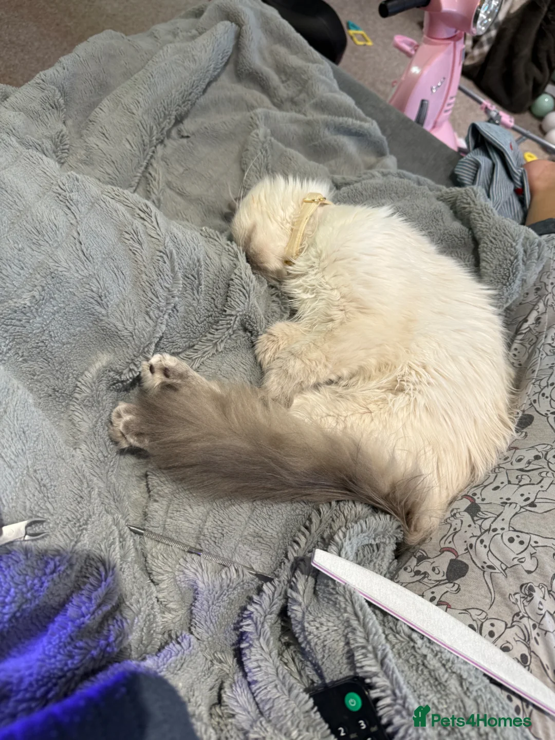 Birman cats for sale: Birman kitten  - Advert 2