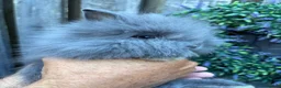 Lionhead rabbits for sale: Double mane lion lead bunny’s for sale  - Advert 2