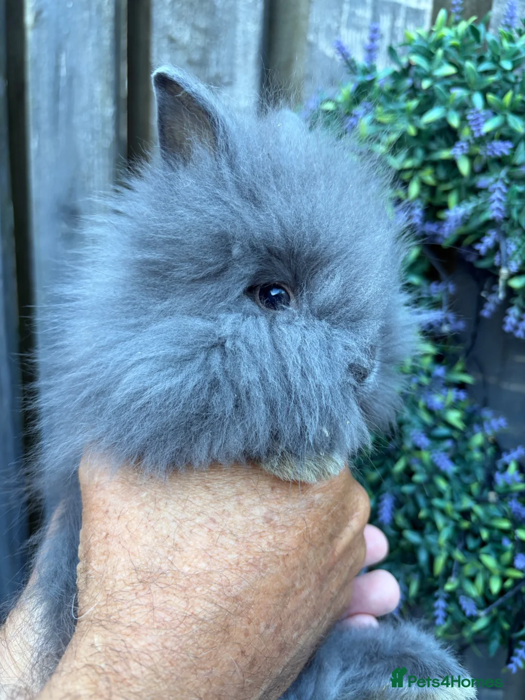 Lionhead rabbits for sale: Double mane lion lead bunny’s for sale  - Advert 2